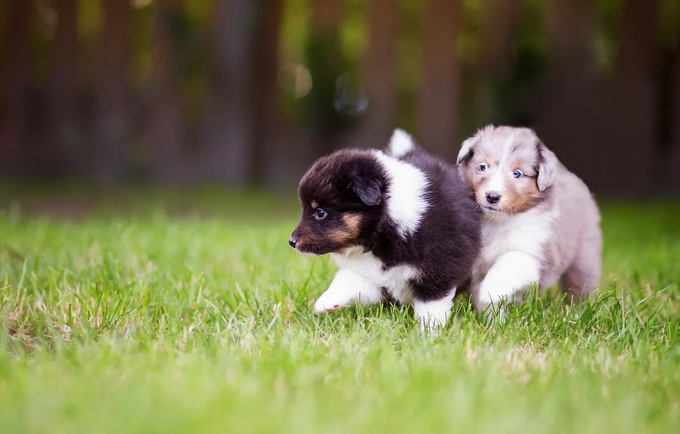 Photo wallpaper dogs, grass, nature, glade, puppies, pair, small, walk