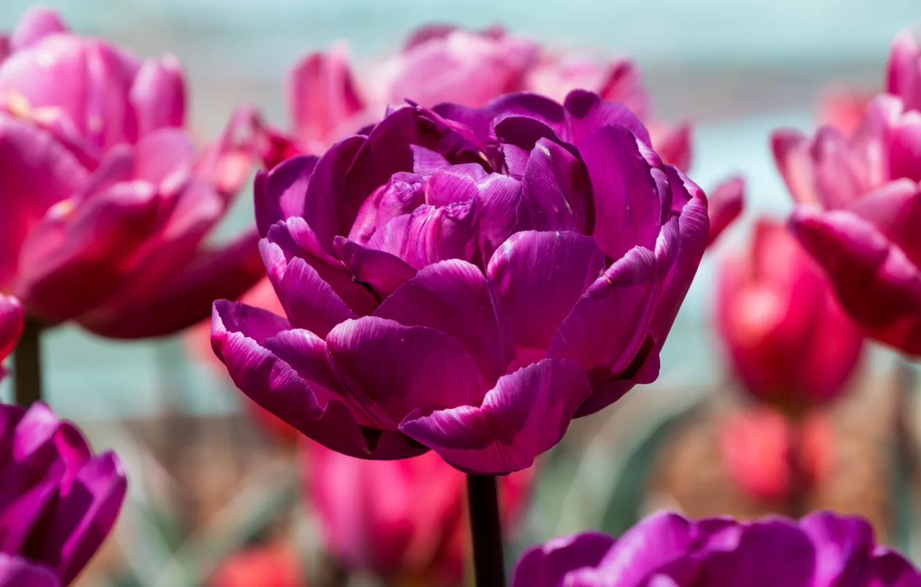 Photo wallpaper purple, macro, flowers, tulips, lilac, Terry