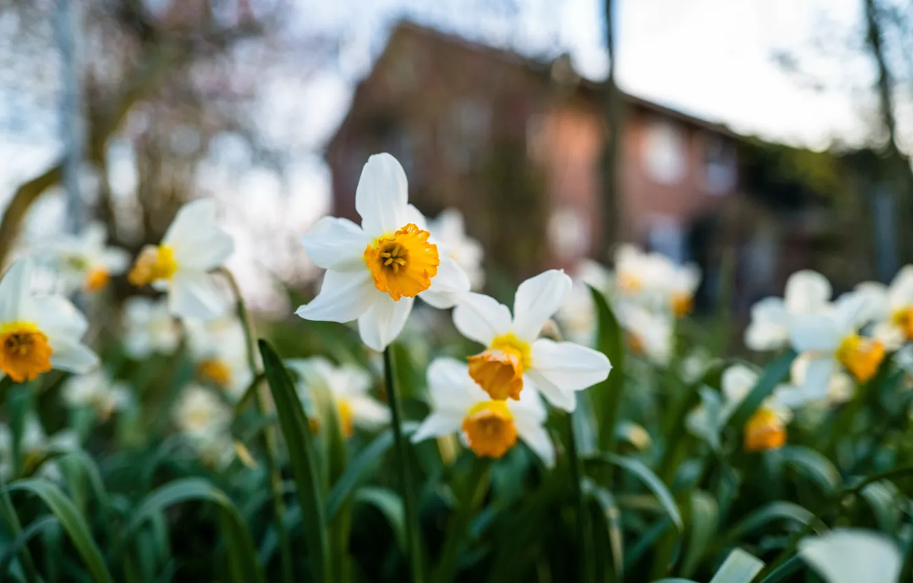Photo wallpaper flowers, spring, garden, white, daffodils, bokeh