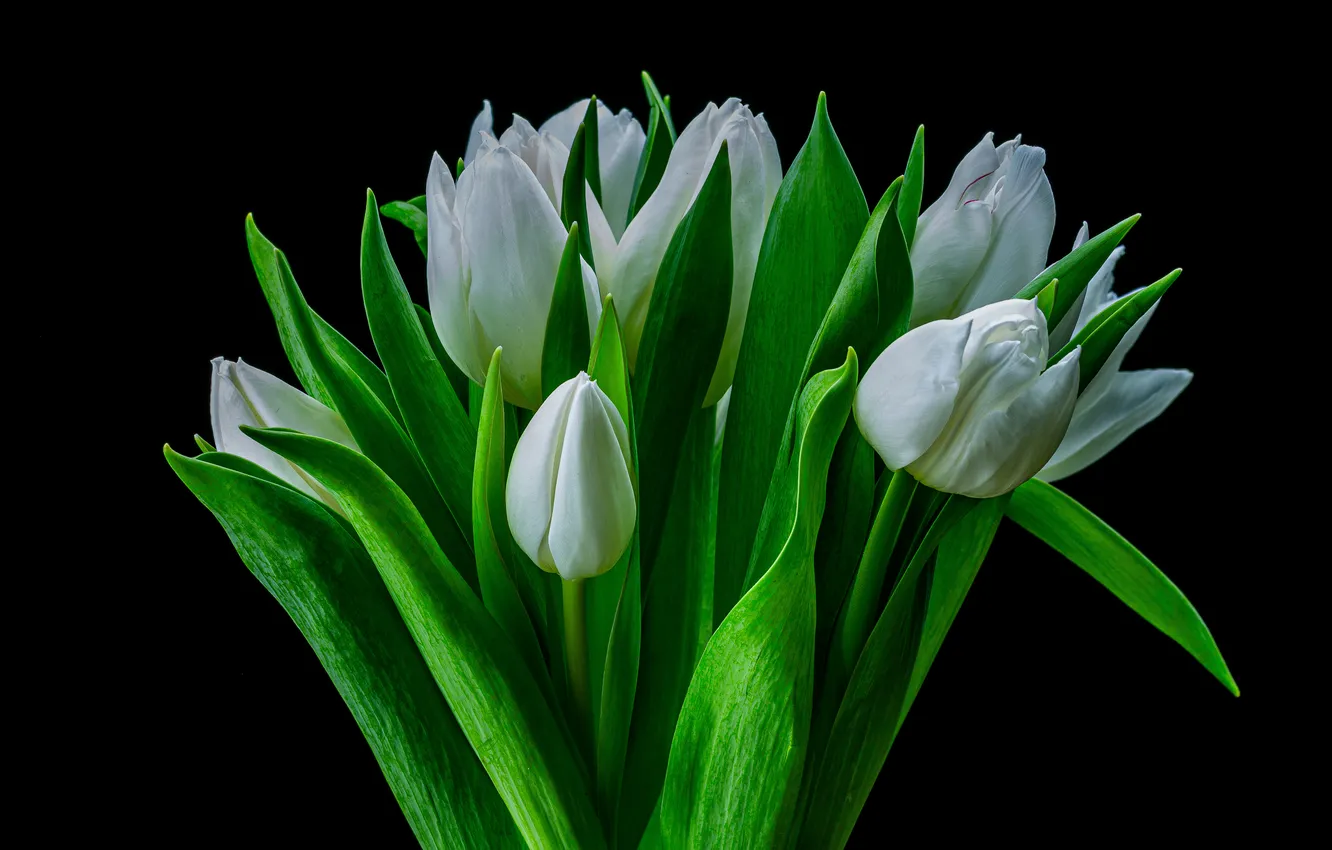 Photo wallpaper flowers, bouquet, spring, tulips, white, black background