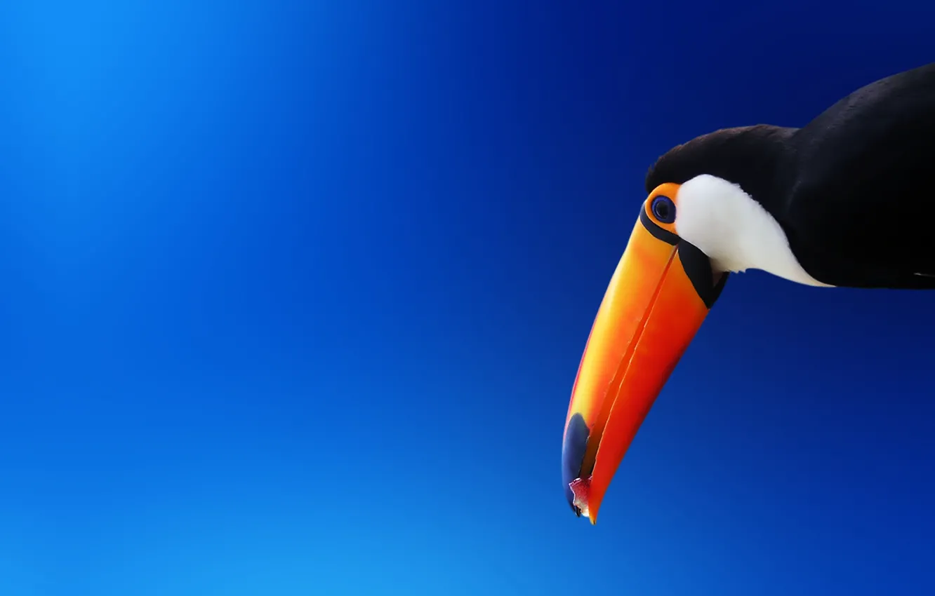 Photo wallpaper orange, bird, beak, Toucan