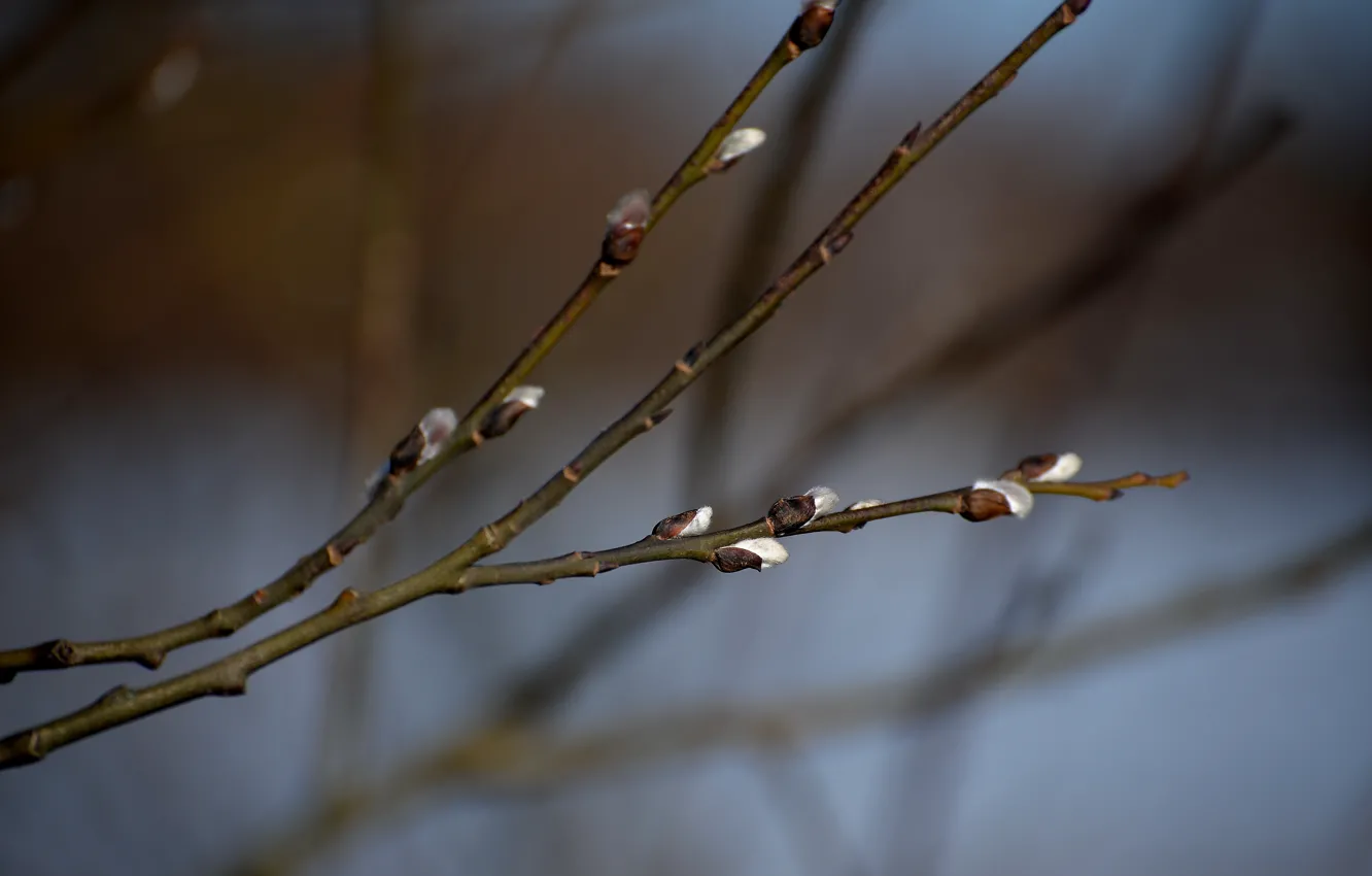Photo wallpaper branches, spring, kidney, dissolved