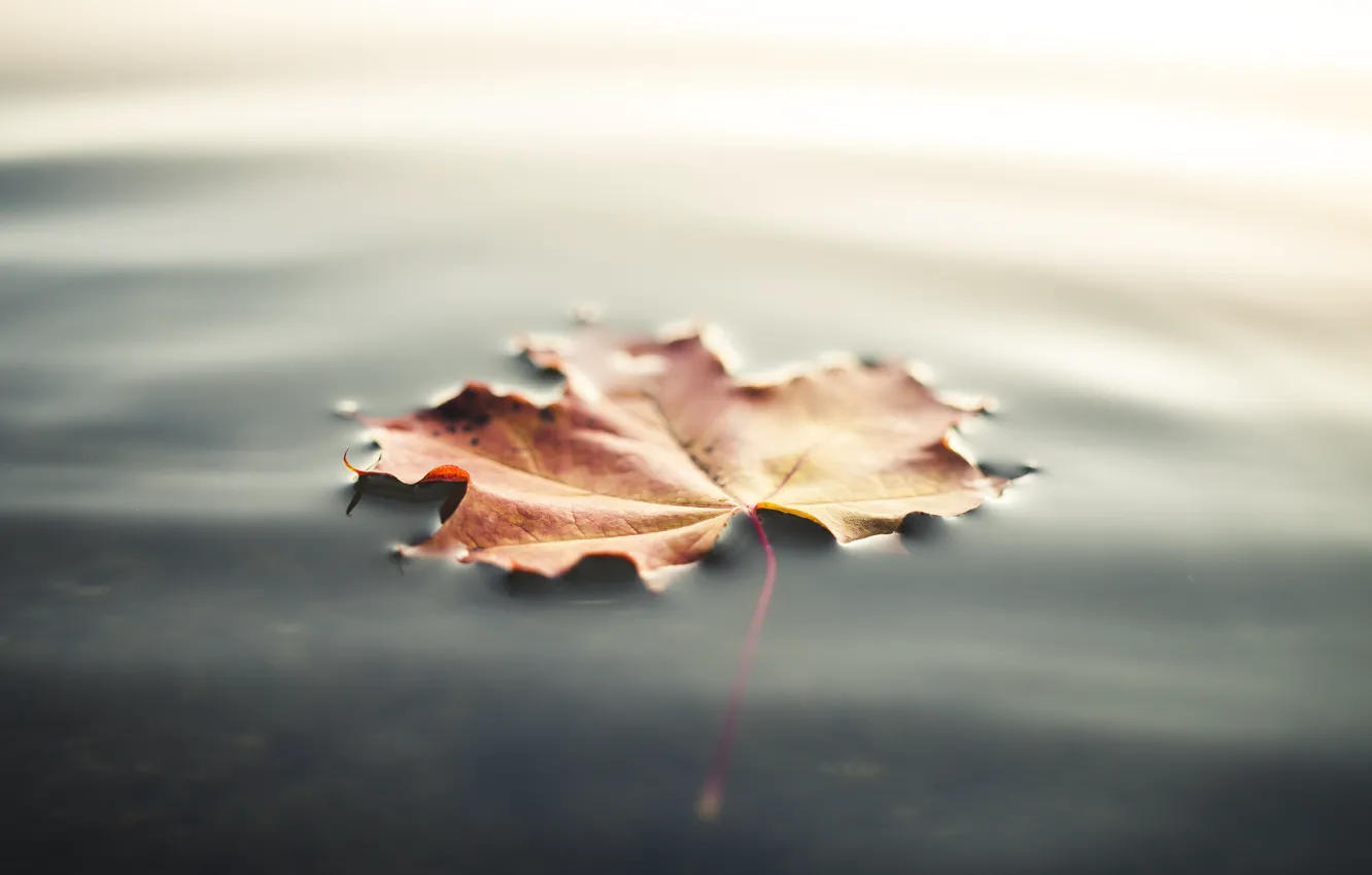 Photo wallpaper autumn, water, sheet, leaf, maple