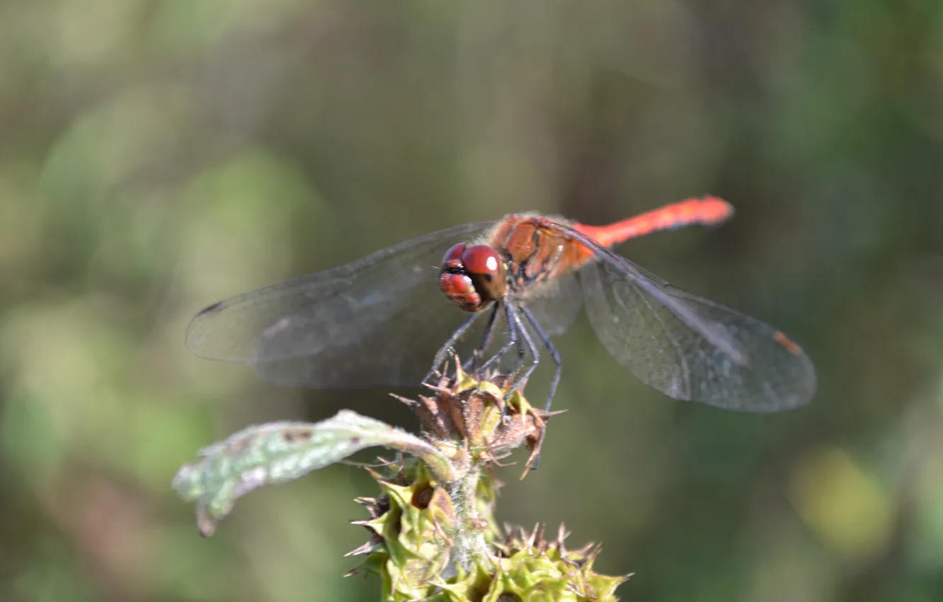 Photo wallpaper animals, insects, dragonfly