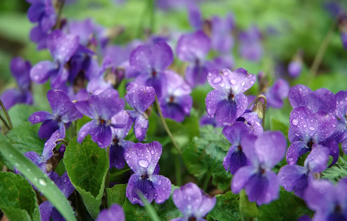 Photo wallpaper purple, drops, flowers, Rosa, plant, spring, juicy, violet