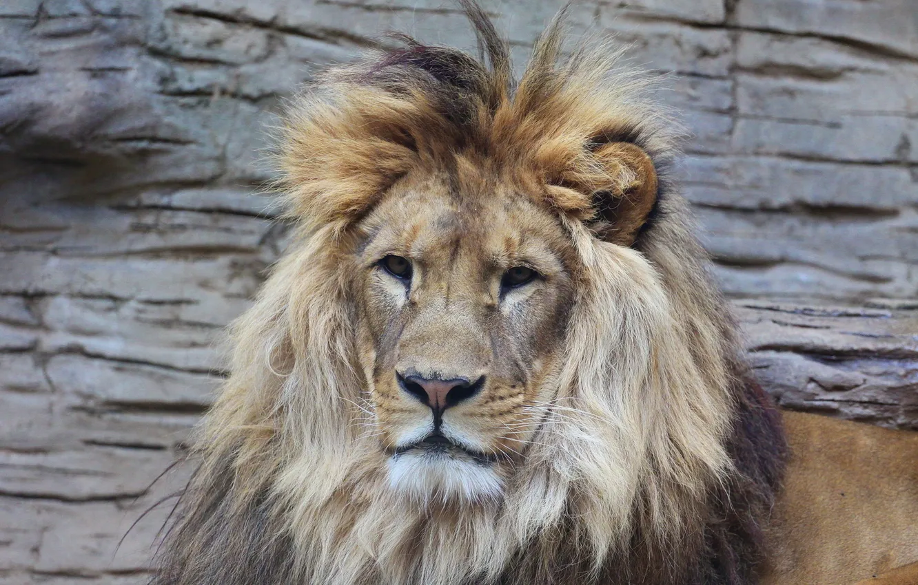 Photo wallpaper look, face, predator, Leo, mane