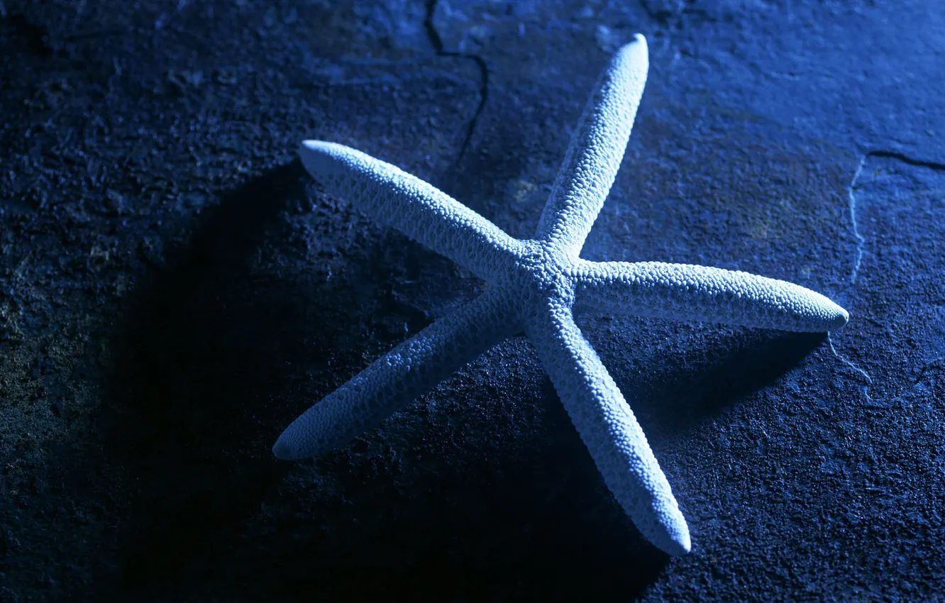Photo wallpaper macro, surface, light, starfish