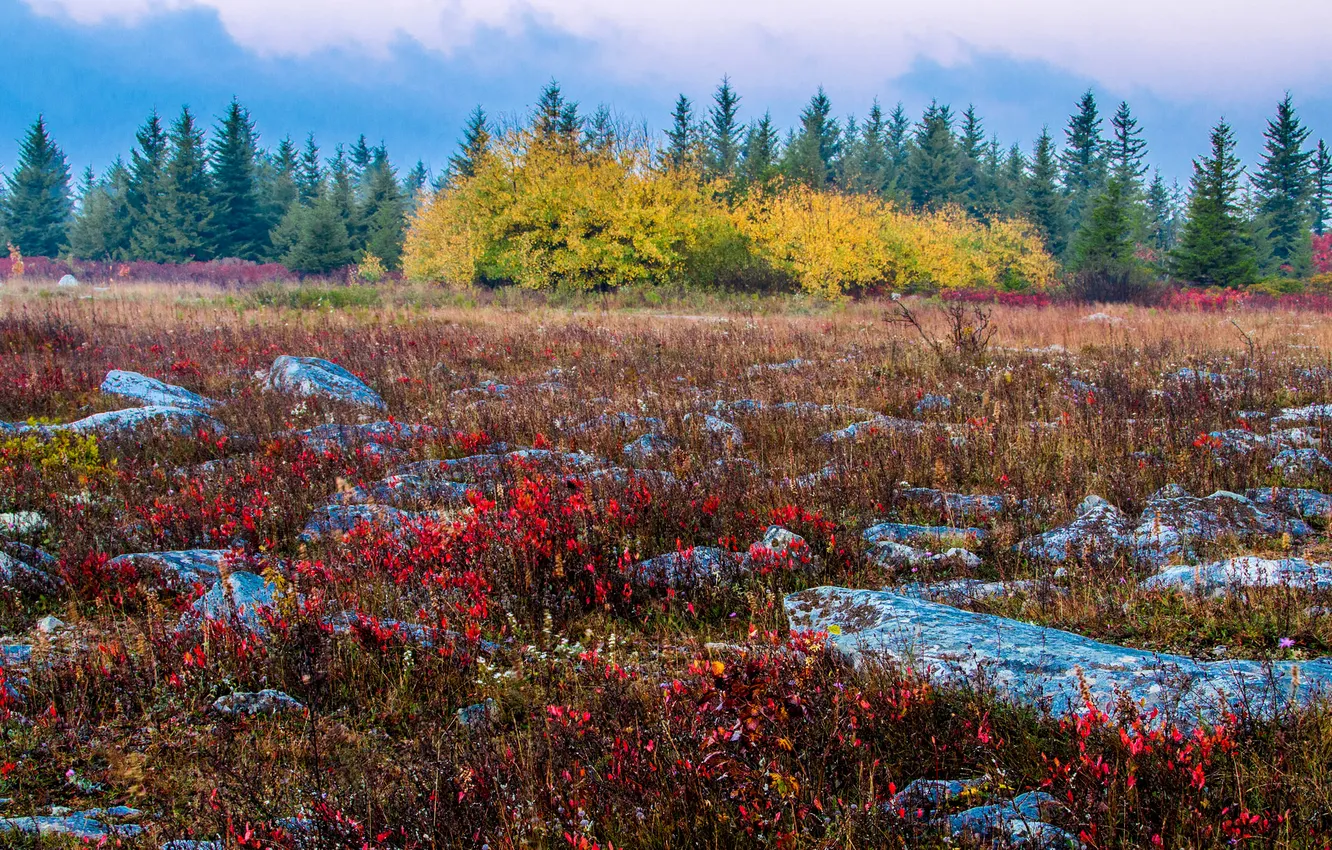 Photo wallpaper autumn, the sky, trees, clouds, stones, meadow