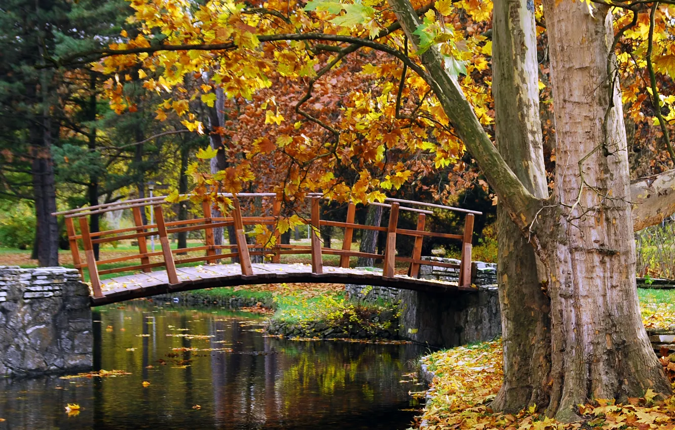 Photo wallpaper autumn, trees, nature, Park, stream, the bridge, trees, nature