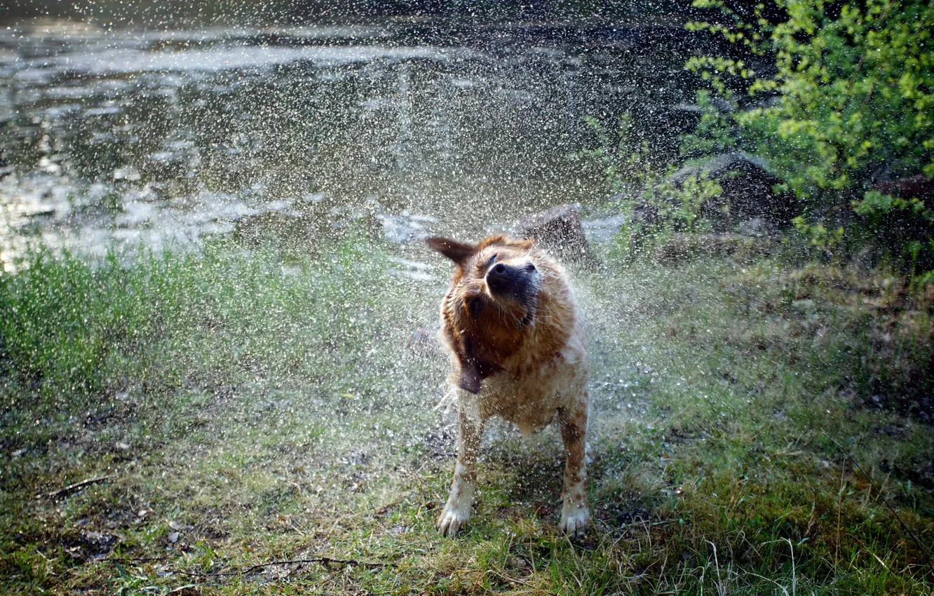 Photo wallpaper water, squirt, dog