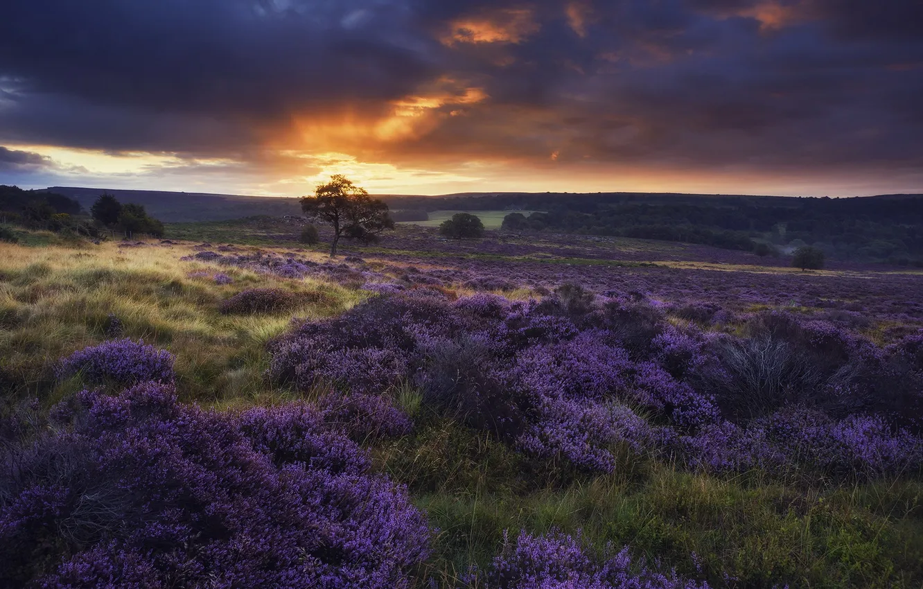 Photo wallpaper field, trees, sunset