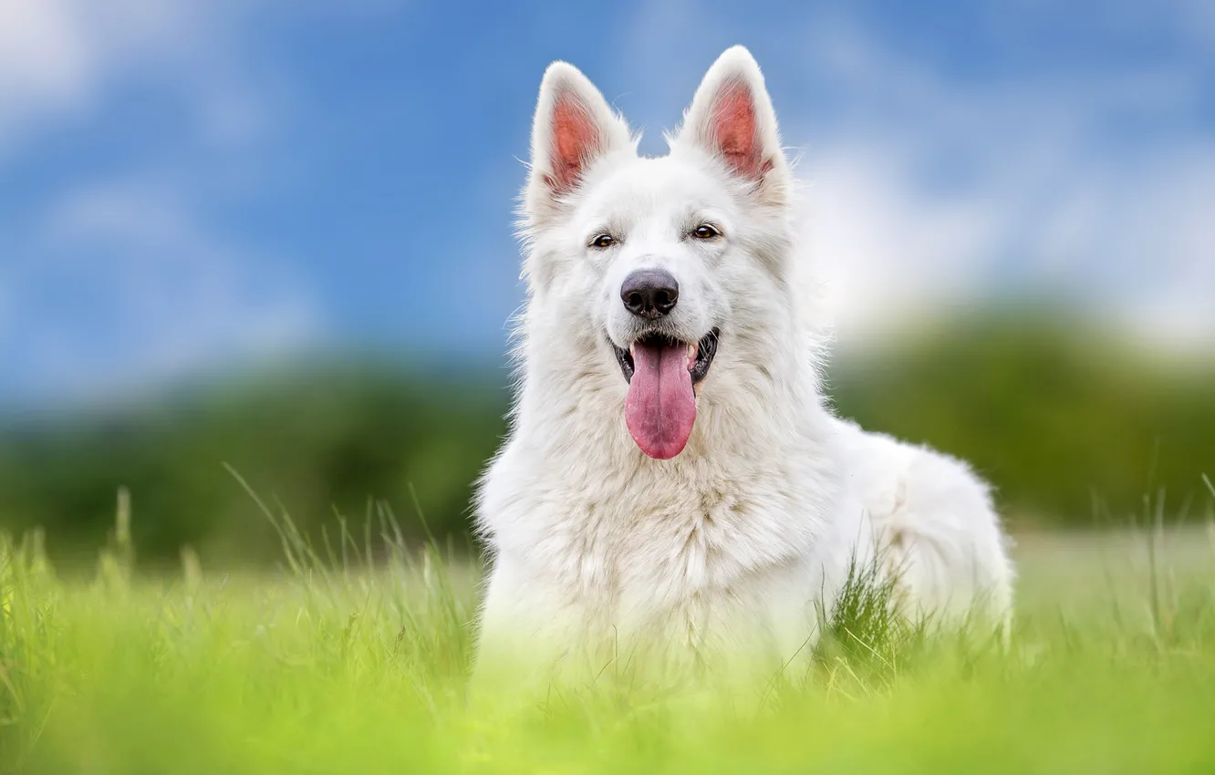 Photo wallpaper language, dog, shepherd, The white Swiss shepherd dog