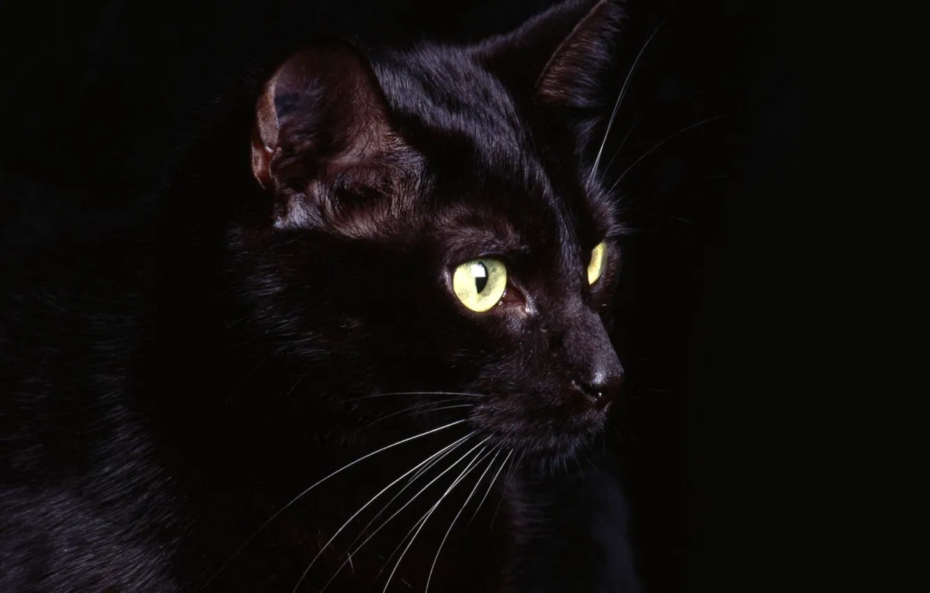 Photo wallpaper eyes, cat, mustache, black, Black, eyes, cat, whiskers