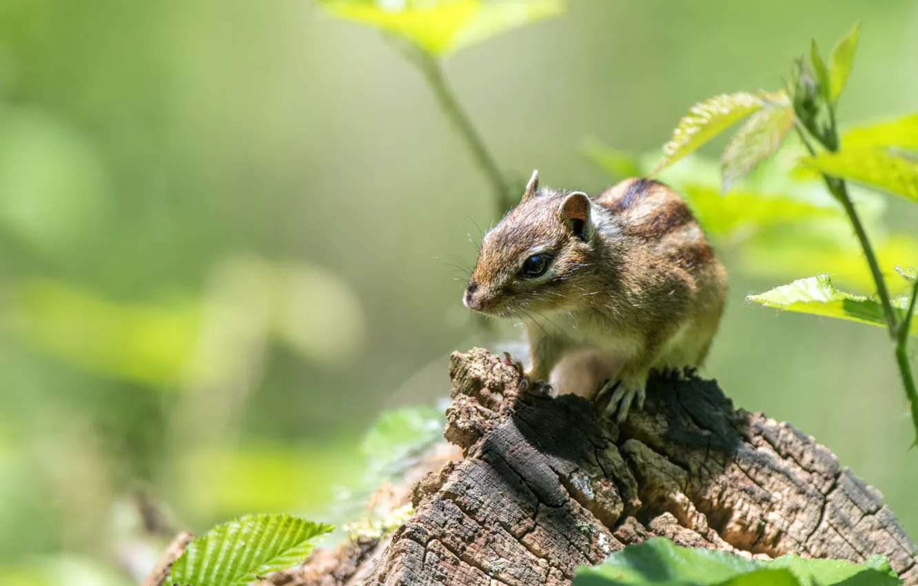 Photo wallpaper leaves, green, background, stump, Chipmunk, wildlife, animal, rodent