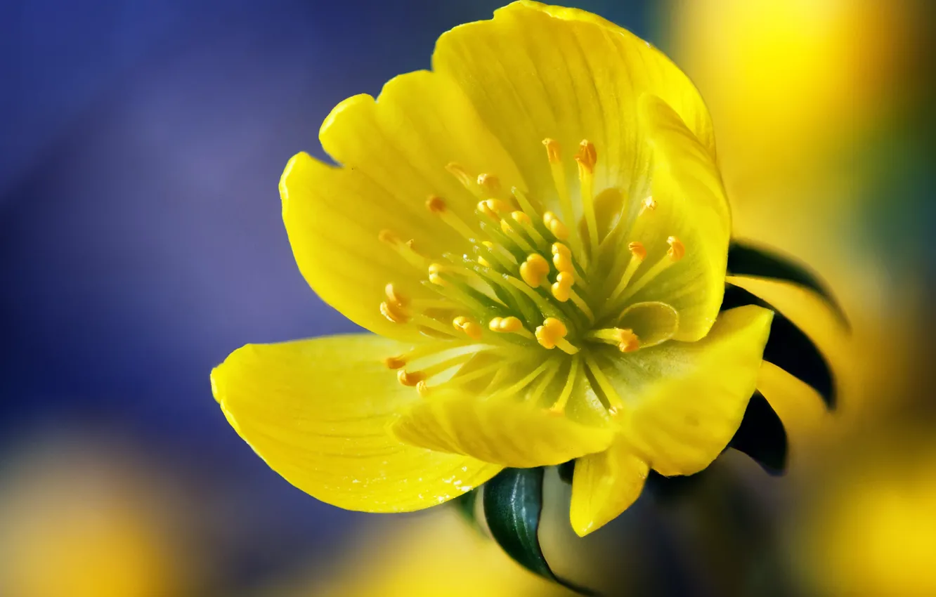 Photo wallpaper flower, macro, yellow, yellow, purple