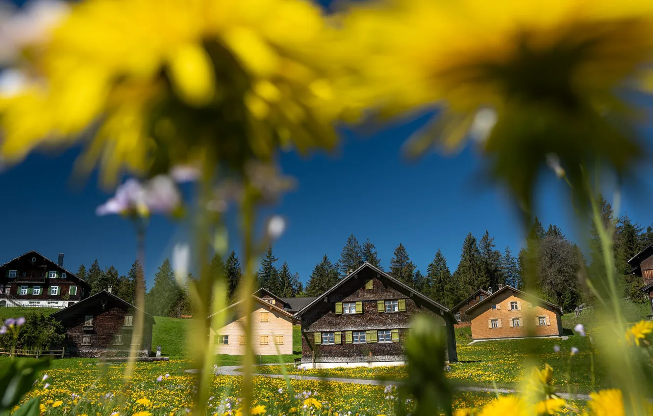 Photo wallpaper field, flowers, dandelion, village, house, bokeh