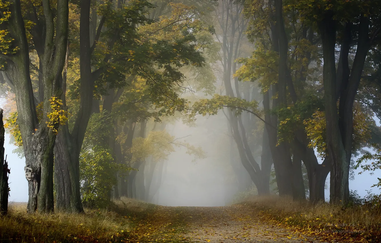 Photo wallpaper road, autumn, fog