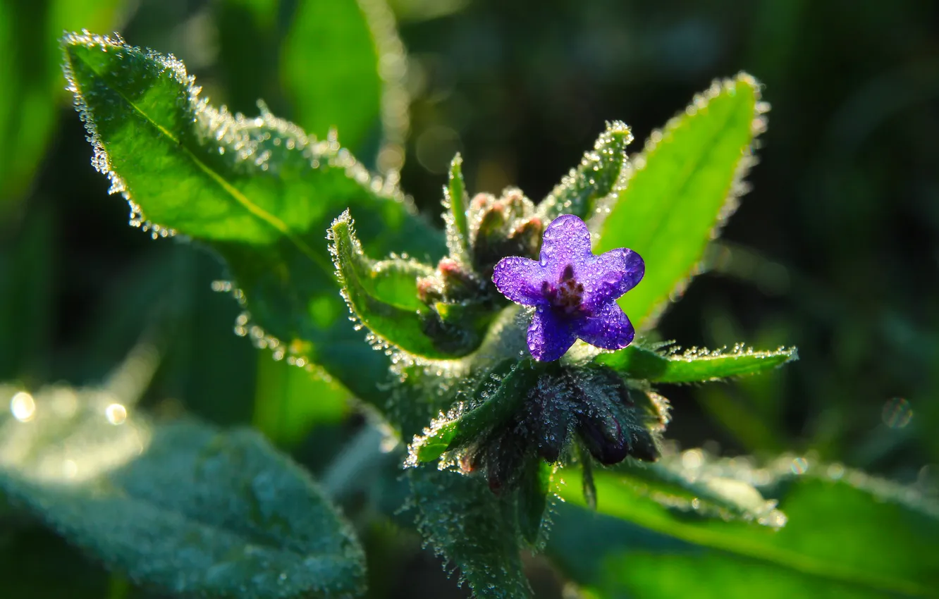Photo wallpaper flower, blue, drops