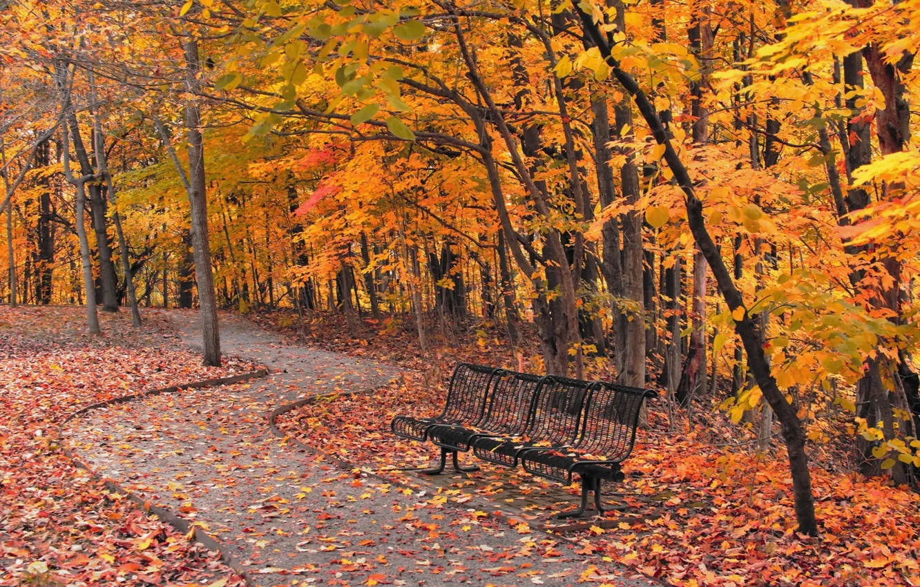 Photo wallpaper autumn, the city, Park, bench