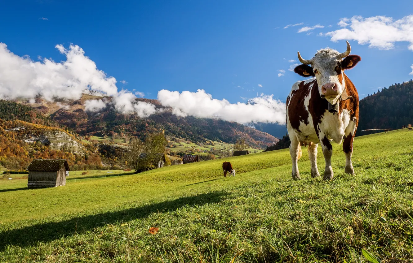 Photo wallpaper mountains, cows, meadow