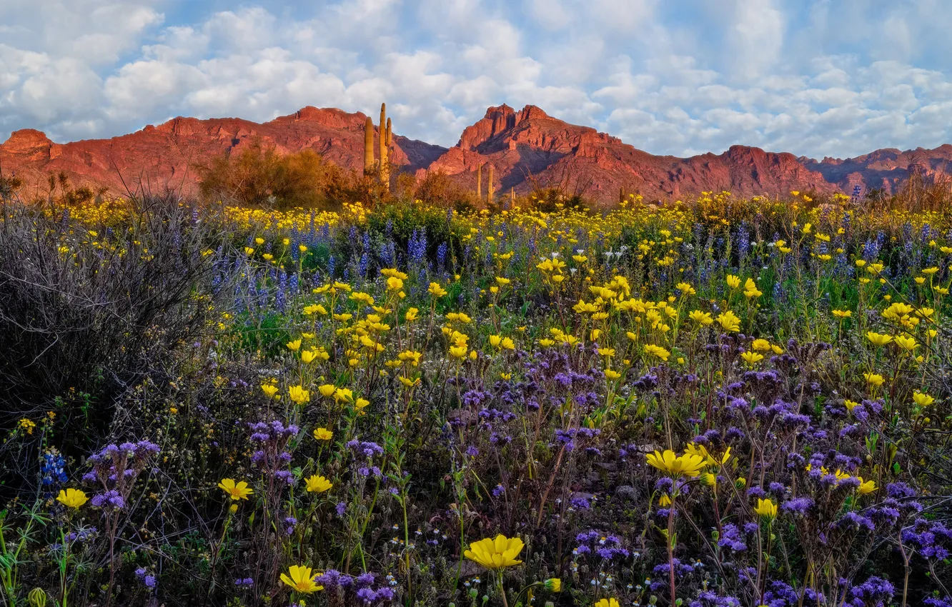 Photo wallpaper field, summer, the sky, clouds, flowers, mountains, yellow, rocks