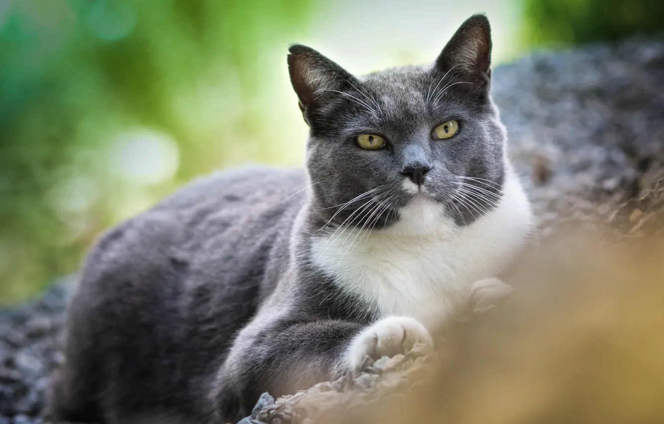 Photo wallpaper cat, cat, look, nature, grey, stay, important, damaty