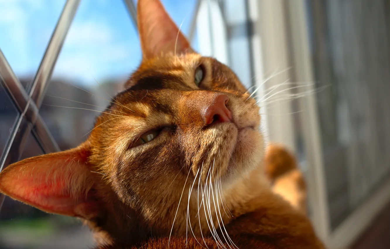 Photo wallpaper cat, look, cat, Wuxi