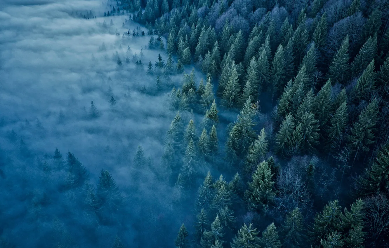 Photo wallpaper forest, trees, fog, France, France, Jura Mountains, The Jura Mountains, Mont d'Or