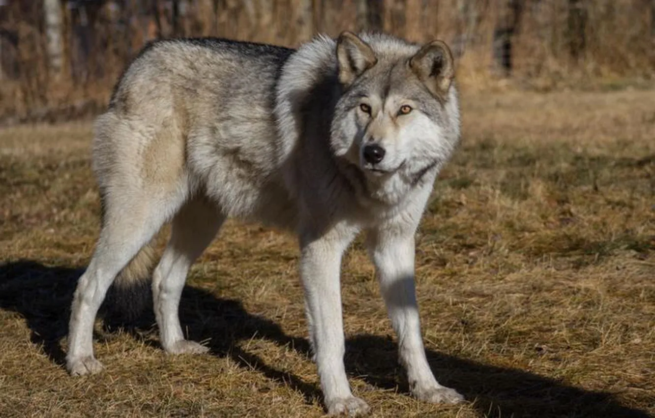 Photo wallpaper Predator, nature, snow, face, animal, wolf, canis lupus, wildlife