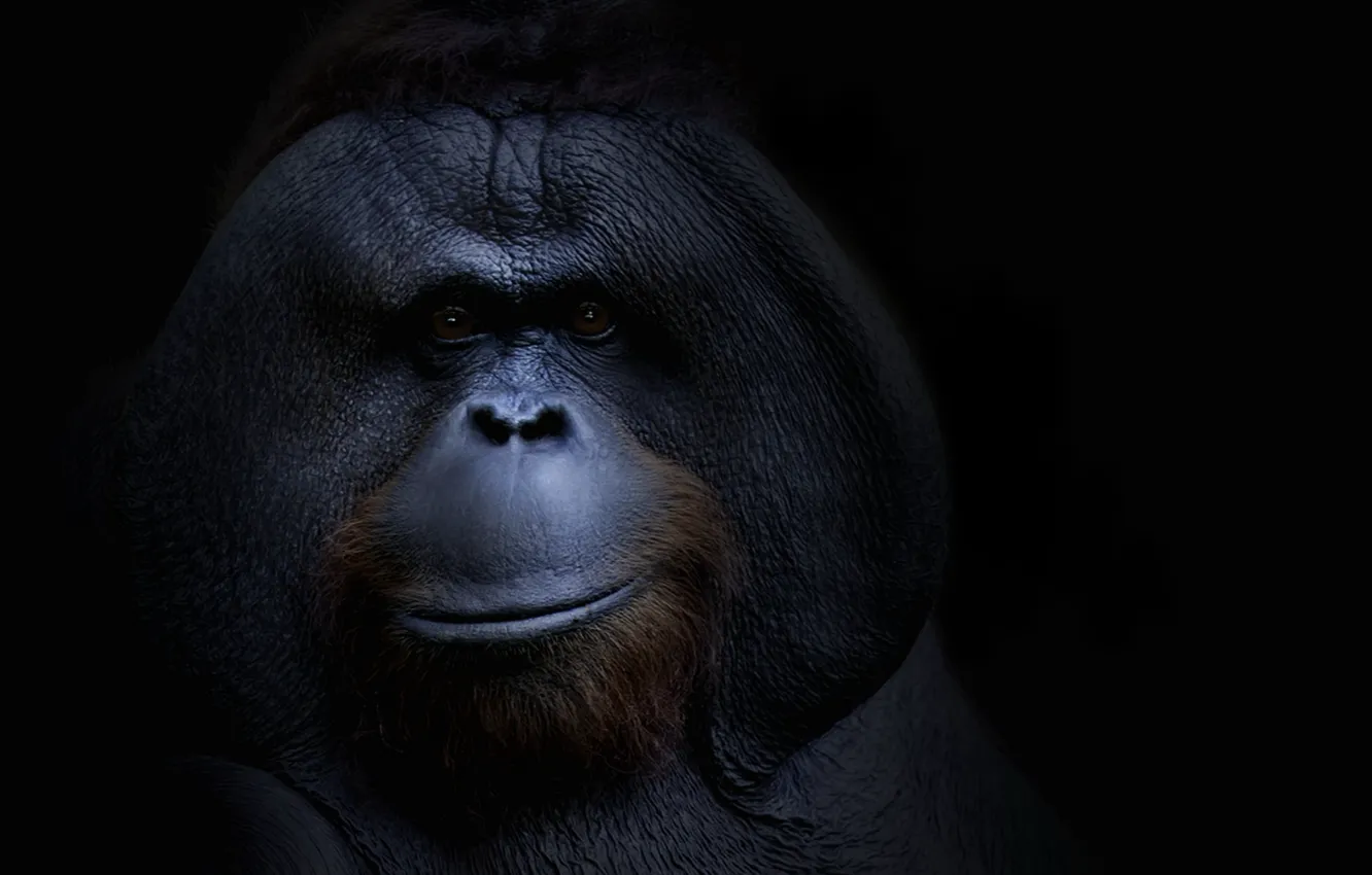 Photo wallpaper background, monkey, orangutang