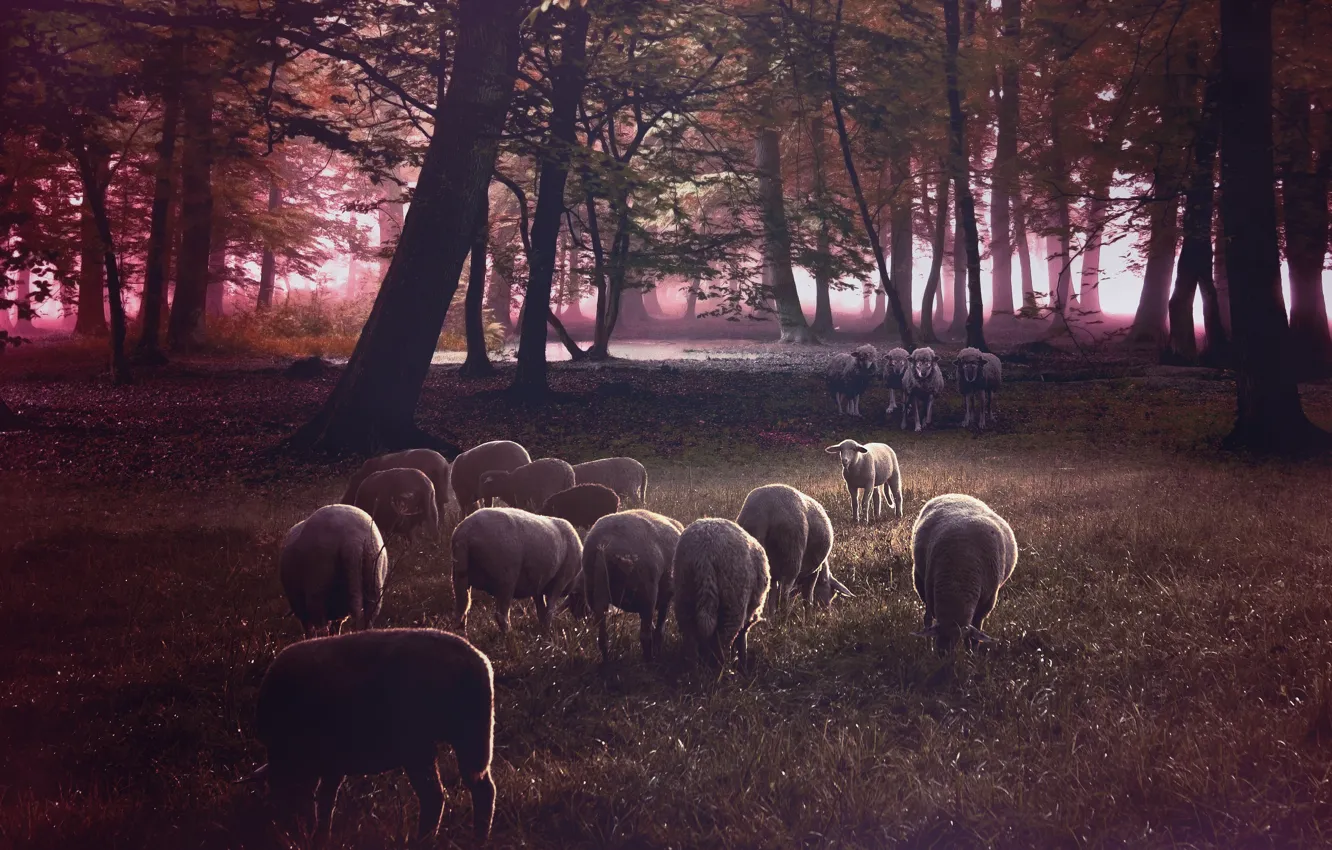 Photo wallpaper forest, grass, look, trees, rendering, glade, sheep, wolf