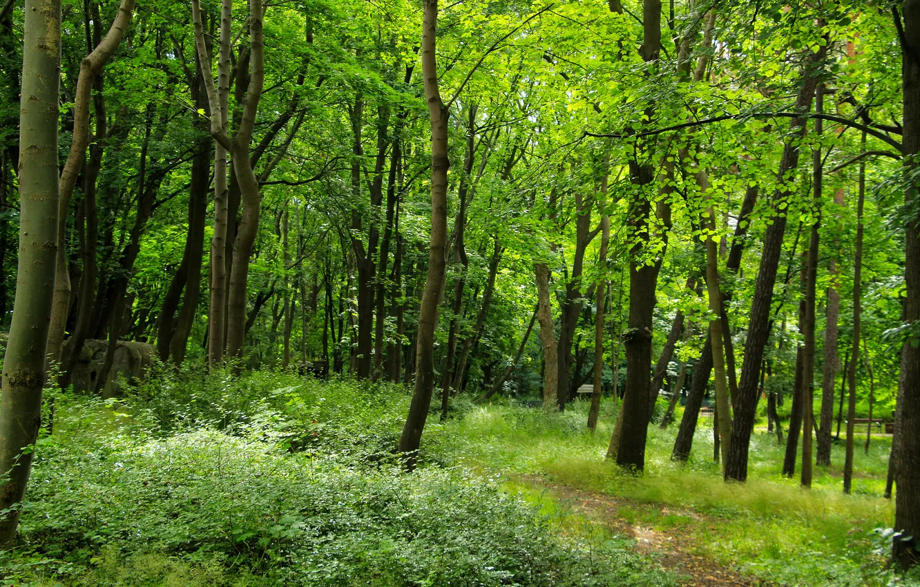 Photo wallpaper forest, park, alley