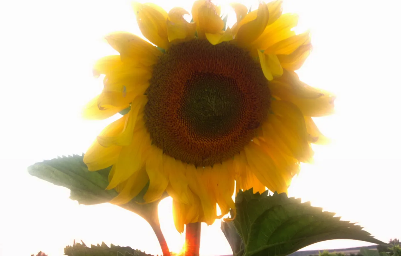 Photo wallpaper summer, sunflowers, sunset, the evening
