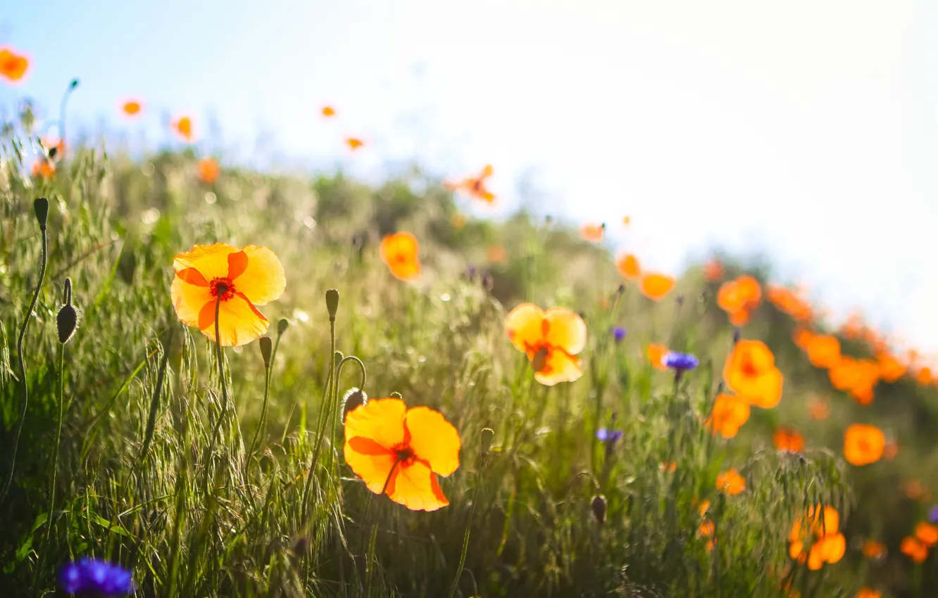 Photo wallpaper grass, field, flowers, spring, poppies, sunny, buds