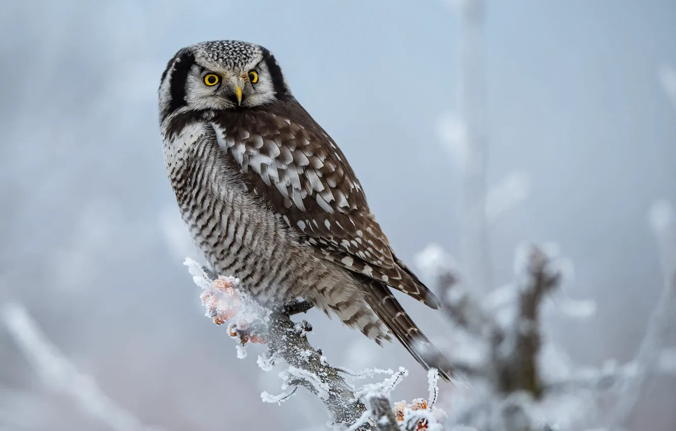 Photo wallpaper winter, frost, look, snow, branches, nature, owl, bird