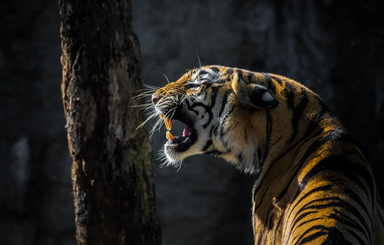 Photo wallpaper face, light, trees, tiger, the dark background, mouth, fangs, profile