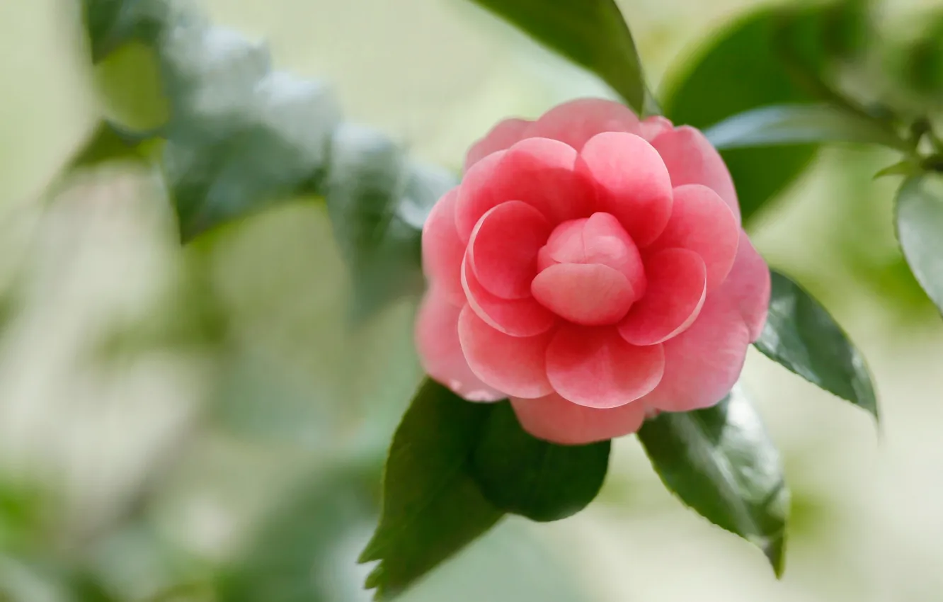 Photo wallpaper leaves, flowers, background, pink, buds, bokeh, Camellia