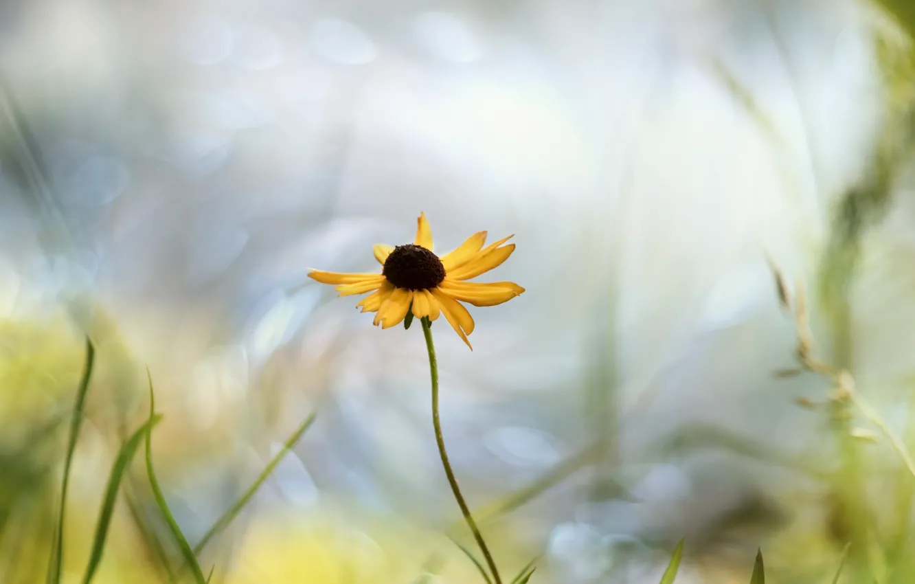 Photo wallpaper flower, summer, nature