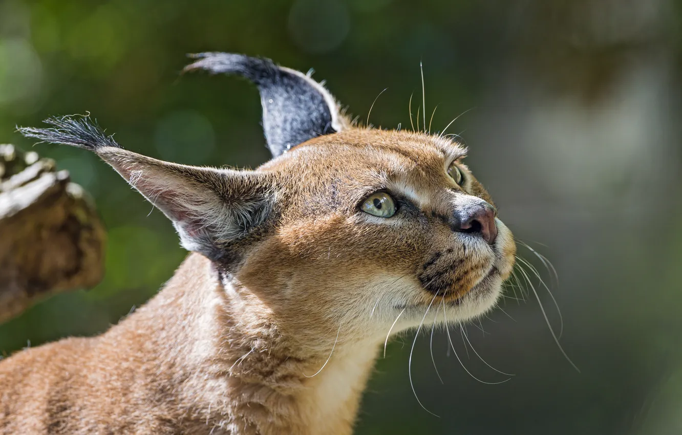 Photo wallpaper cat, look, face, Caracal, steppe lynx, ©Tambako The Jaguar