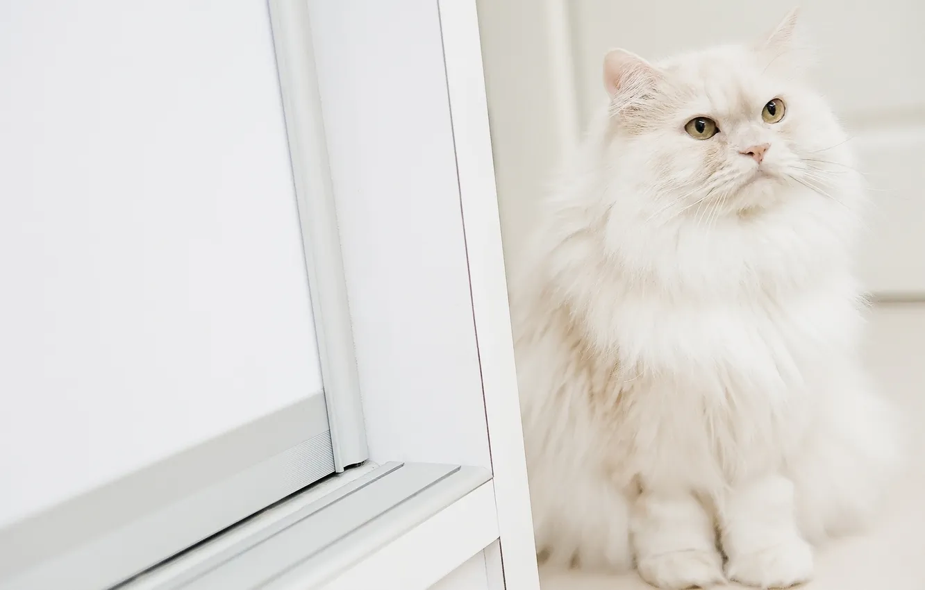 Photo wallpaper cat, cat, fluffy