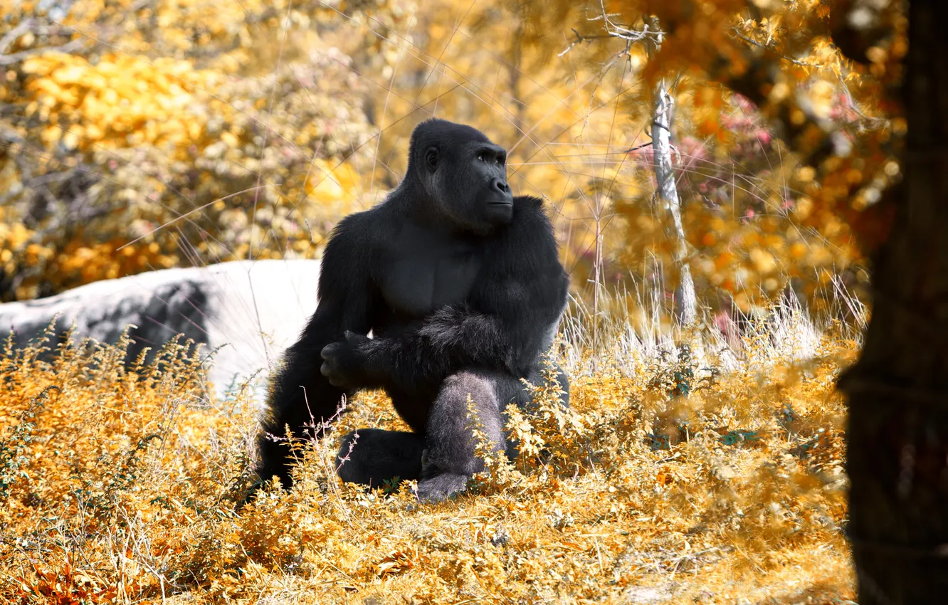 Photo wallpaper monkey, autumn, pose, Ape