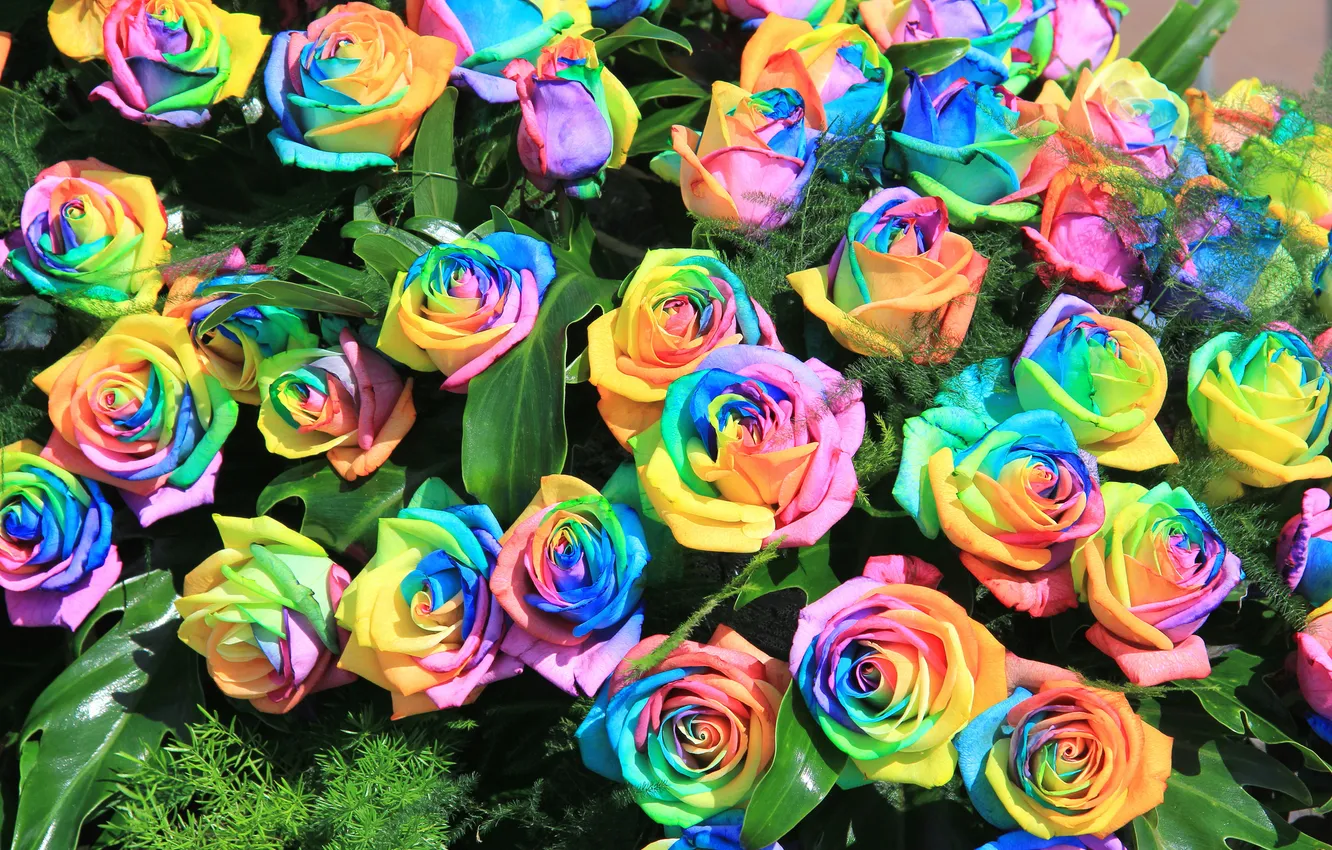Photo wallpaper roses, rainbow, bouquet, petals