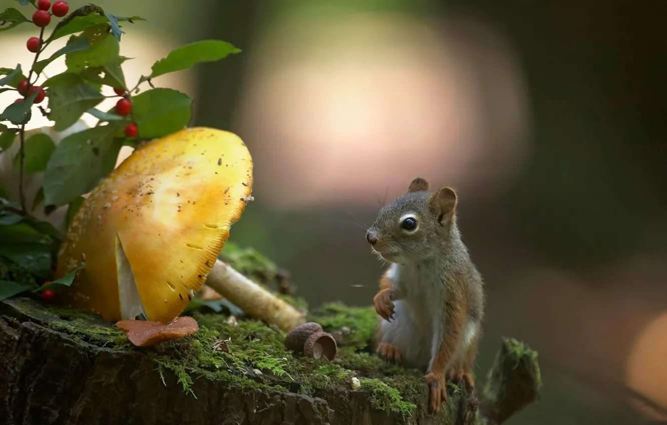 Photo wallpaper nature, mushrooms, moss, stump, protein