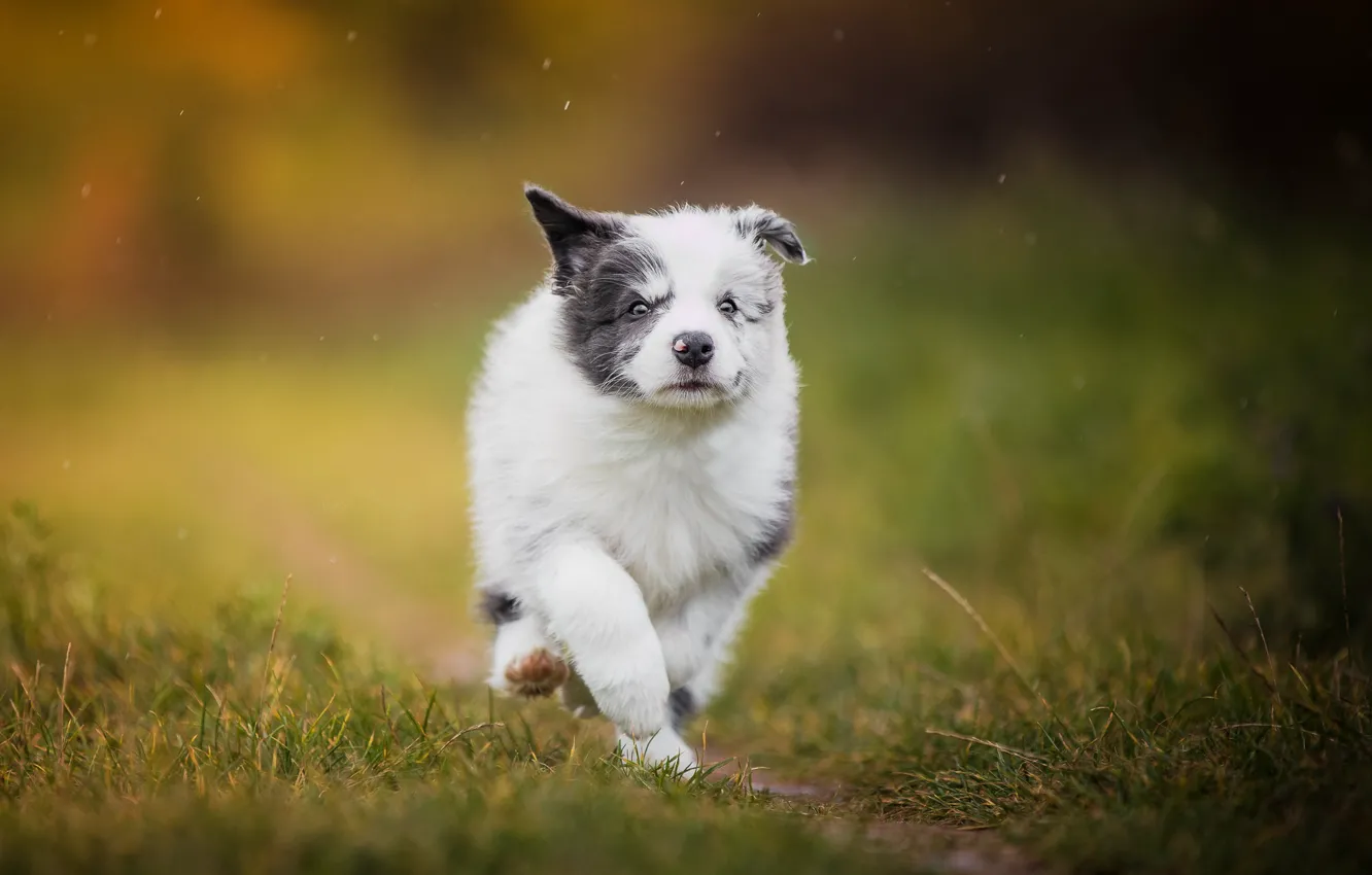 Photo wallpaper dog, puppy, walk, bokeh, doggie, The border collie