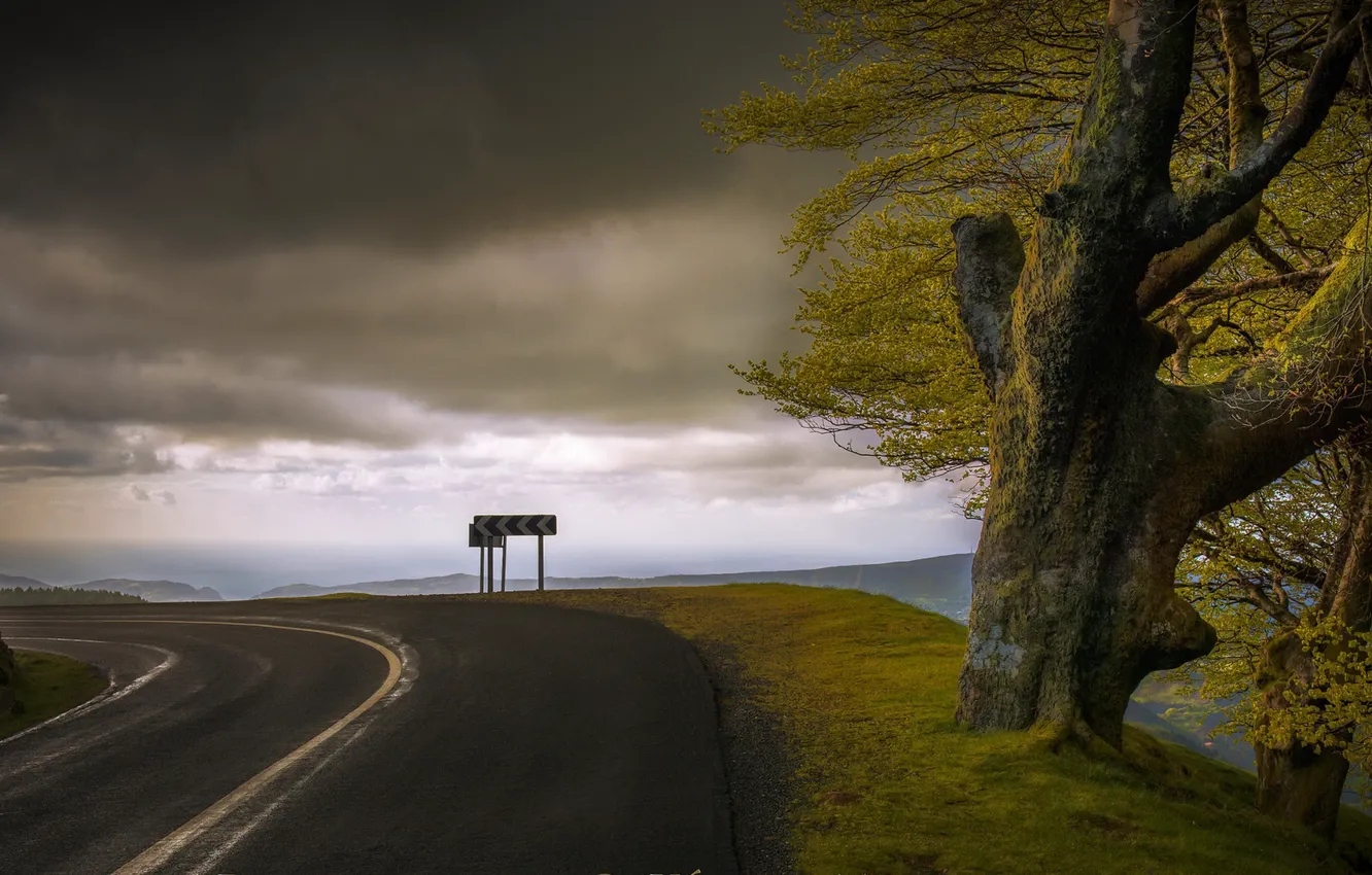 Photo wallpaper road, tree, turn