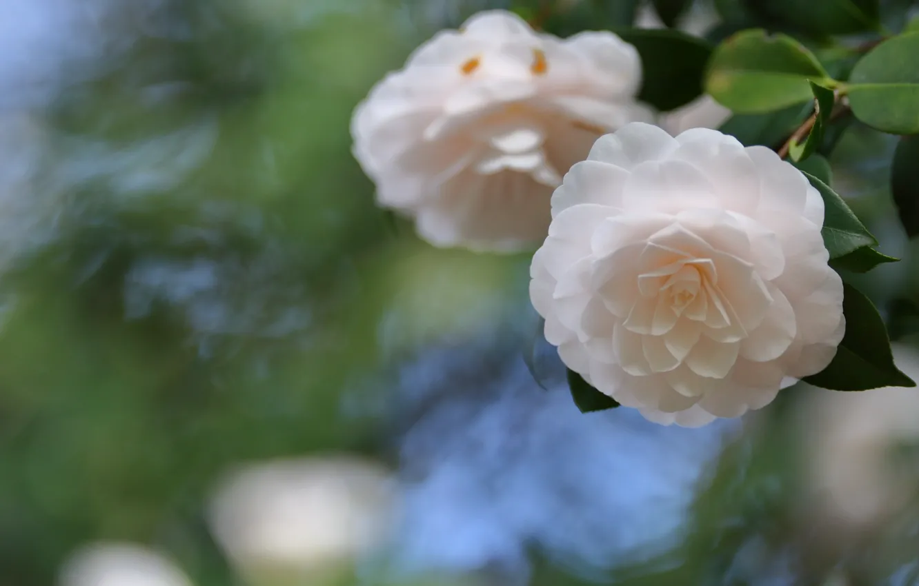 Photo wallpaper white, flowers, spring, Camellia