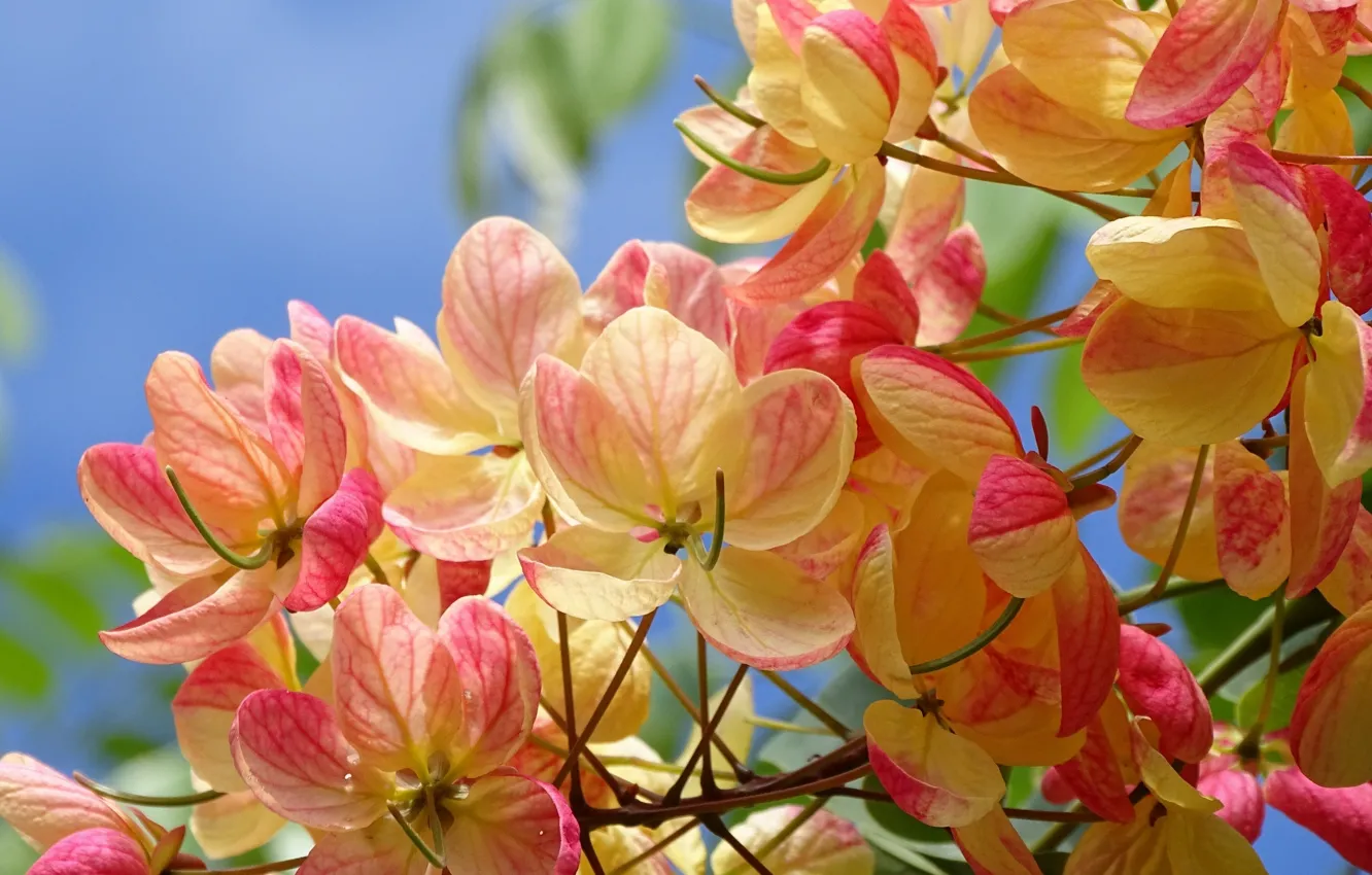 Photo wallpaper macro, flowers, petals, Cassia fistula