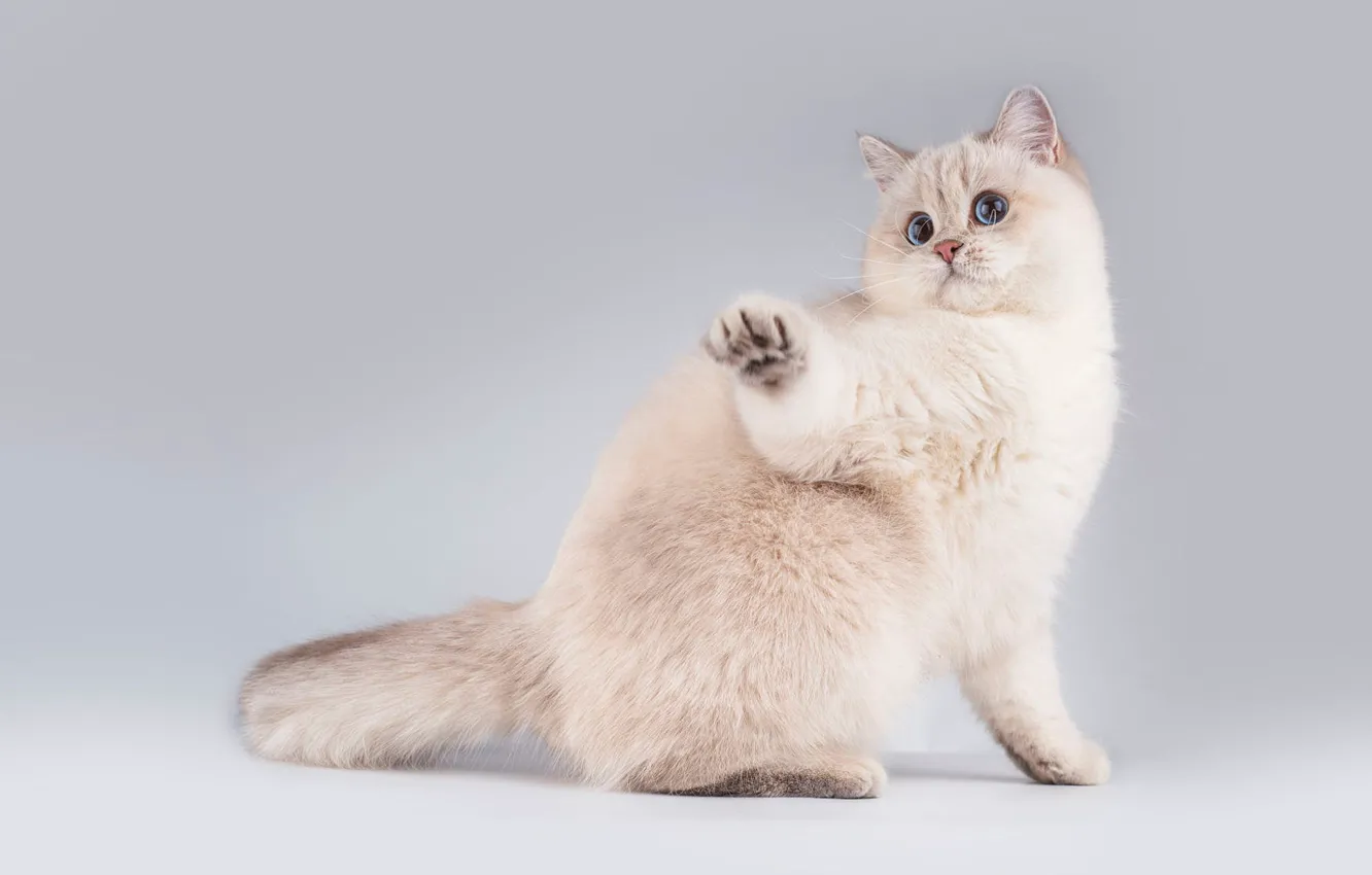 Photo wallpaper cat, white, cat, look, pose, kitty, muzzle, cute