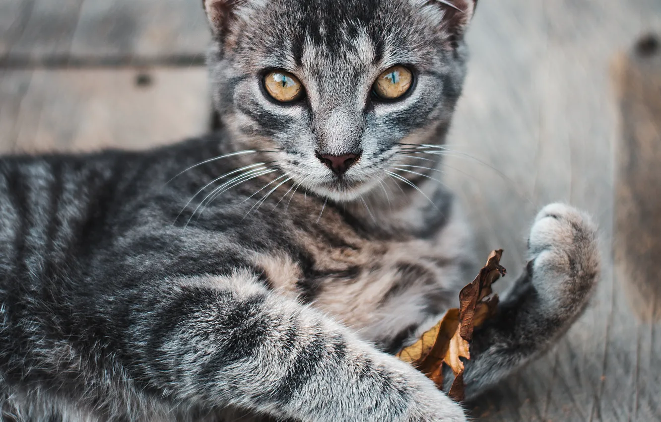 Photo wallpaper cat, look, kitty, leaf