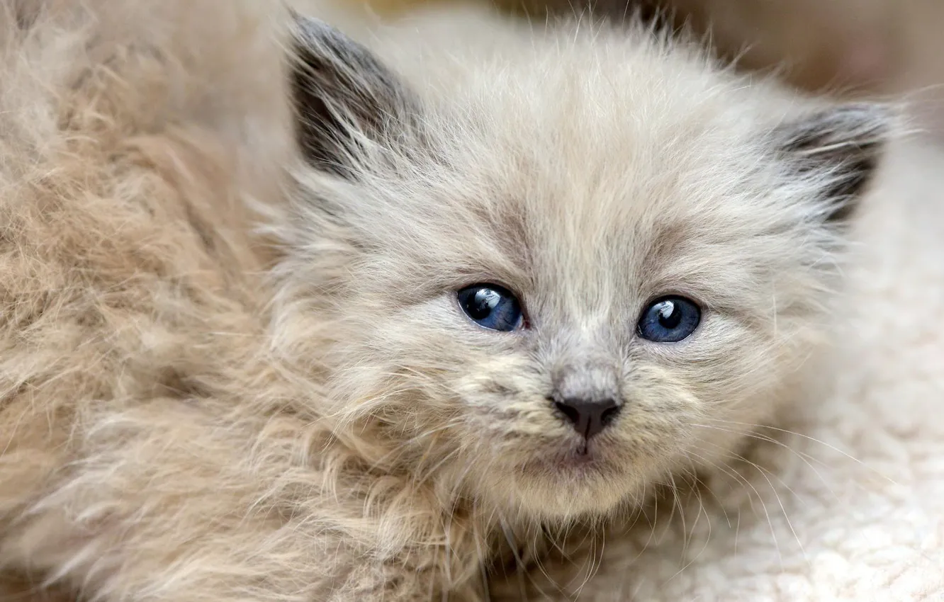 Photo wallpaper cat, look, kitty, wool, fluffy, small, muzzle, cute